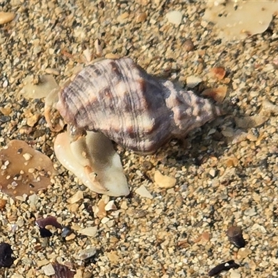 Unverified Hermit Crab at Meda, WA - 17 Jul 2025 by Mike