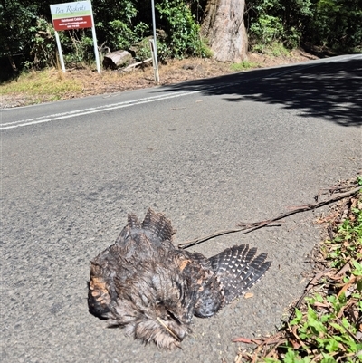 Podargus strigoides (Tawny Frogmouth) at Jamberoo, NSW - 17 Mar 2025 by nancyp