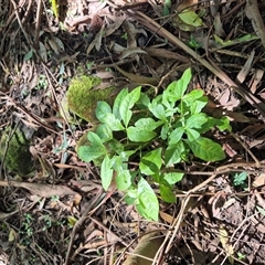 Melicope micrococca (Hairy-leaved Doughwood, White Euodia) at Jamberoo, NSW - 14 Mar 2025 by nancyp