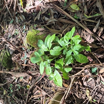 Melicope micrococca (Hairy-leaved Doughwood, White Euodia) at Jamberoo, NSW - 14 Mar 2025 by nancyp