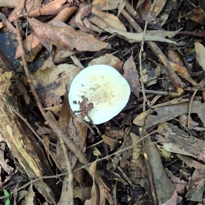 Unverified Cap on a stem; gills below cap [mushrooms or mushroom-like] at Jamberoo, NSW - 14 Mar 2025 by nancyp