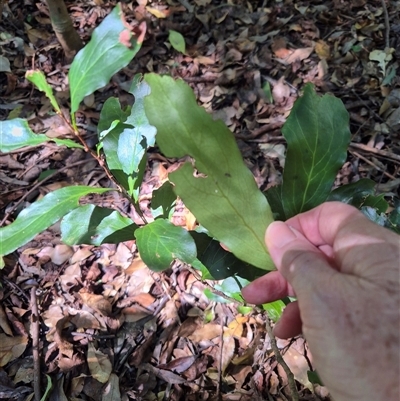 Stenocarpus salignus (Scrub Beefwood) at Jamberoo, NSW - 14 Mar 2025 by nancyp