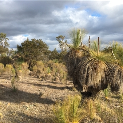 Xanthorrhoea glauca subsp. angustifolia (Grey Grass-tree) at Lake George, NSW - 30 Jun 2025 by dwise
