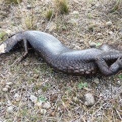 Tiliqua rugosa (Shingleback Lizard) at Lake George, NSW - 30 Jun 2025 by dwise