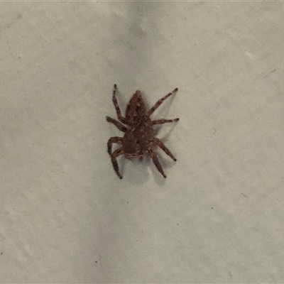 Salticidae (family) (Jumping spider) at Broome, WA - Today by Mike