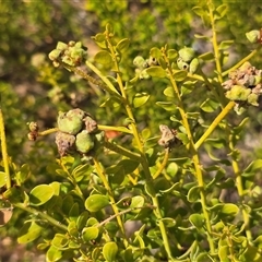 Unverified Acacia Gall at Broome, WA - Today by Mike