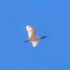 Threskiornis molucca at Broome, WA - Today by Mike