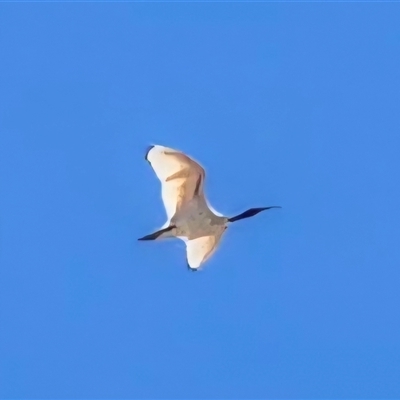 Threskiornis molucca at Broome, WA - Today by Mike