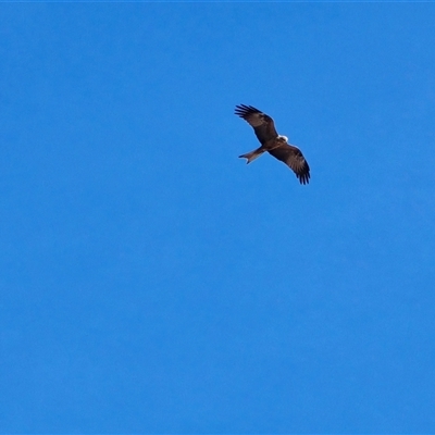 Haliastur sphenurus at Broome, WA - Today by Mike