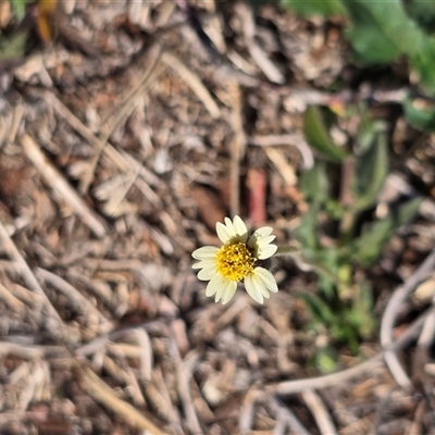 Unverified Daisy at Broome, WA - Today by Mike