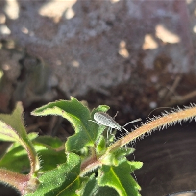 Unverified Insect at Broome, WA - Yesterday by Mike