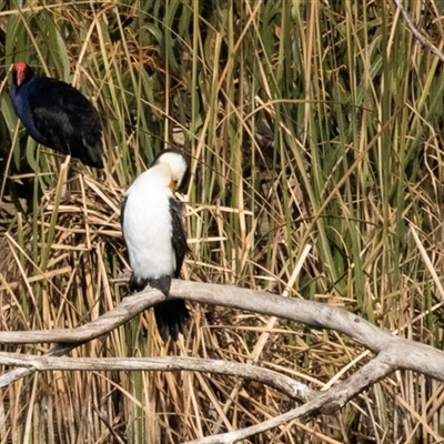 Microcarbo melanoleucos at Belconnen, ACT - 15 Jul 2025 by AlisonMilton