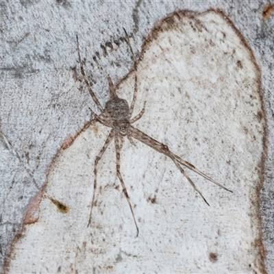 Tamopsis sp. (genus) (Two-tailed spider) at Belconnen, ACT - 15 Jul 2025 by AlisonMilton
