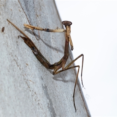 Unverified Praying mantis (Mantodea) at Belconnen, ACT - 15 Jul 2025 by AlisonMilton