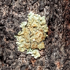 Unverified Lichen at Belconnen, ACT - 15 Jul 2025 by AlisonMilton