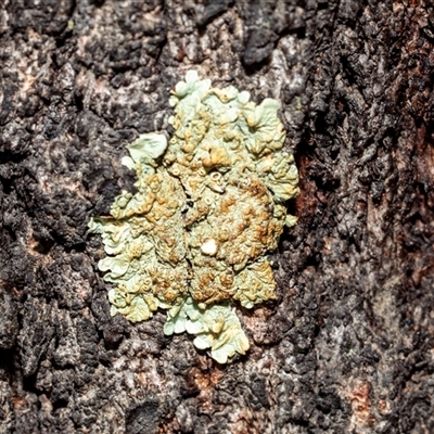 Unverified Lichen at Belconnen, ACT - 15 Jul 2025 by AlisonMilton