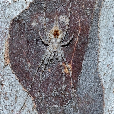 Tamopsis sp. (genus) (Two-tailed spider) at Belconnen, ACT - 15 Jul 2025 by AlisonMilton