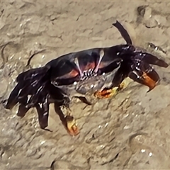 Unverified Crab at Broome, WA - Today by Mike