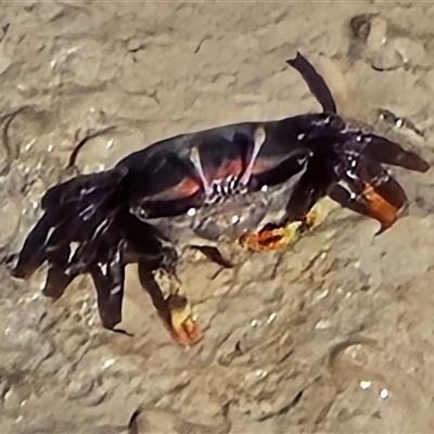 Unverified Crab at Broome, WA - Today by Mike