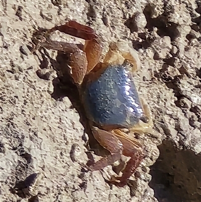 Unverified Crab at Broome, WA - Today by Mike