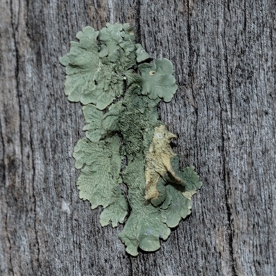 Unverified Lichen at Belconnen, ACT - 15 Jul 2025 by AlisonMilton