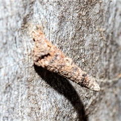 Conoeca or Lepidoscia (genera) IMMATURE at Belconnen, ACT - 15 Jul 2025 by AlisonMilton