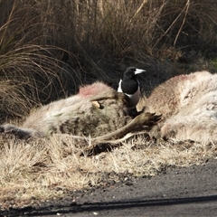 Cracticus nigrogularis at Tharwa, ACT - Today by LineMarie