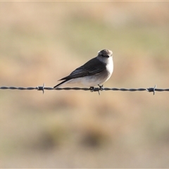 Microeca fascinans at Tharwa, ACT - Today by LineMarie
