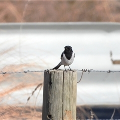 Melanodryas cucullata cucullata at Tharwa, ACT - Today by LineMarie