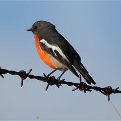 Petroica phoenicea at Tharwa, ACT - Today by LineMarie