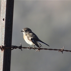 Petroica boodang at Tharwa, ACT - Today by LineMarie