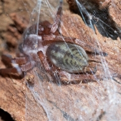 Unverified Other hunting spider at Belconnen, ACT - 15 Jul 2025 by AlisonMilton