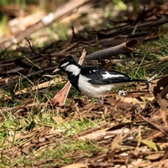 Grallina cyanoleuca at Belconnen, ACT - 15 Jul 2025 by AlisonMilton