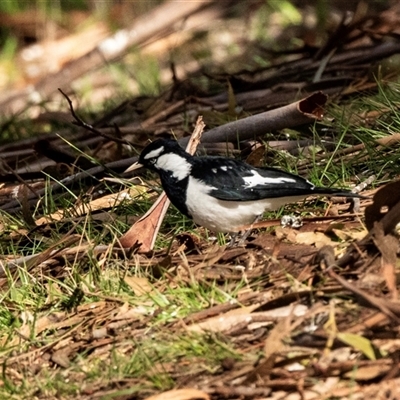 Grallina cyanoleuca at Belconnen, ACT - 15 Jul 2025 by AlisonMilton