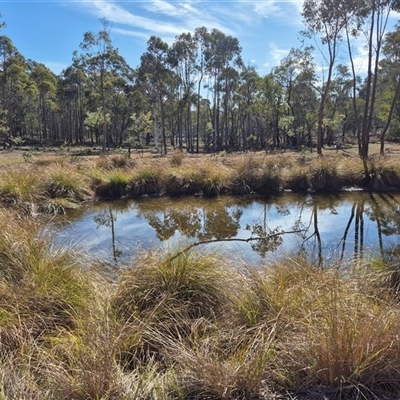 Crinia signifera (Common Eastern Froglet) at Jerrawa, NSW - 19 Jul 2025 by MB