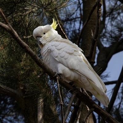 Cacatua galerita at Belconnen, ACT - 15 Jul 2025 by AlisonMilton
