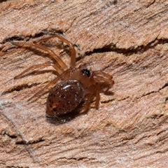 Unverified Other hunting spider at Belconnen, ACT - 15 Jul 2025 by AlisonMilton