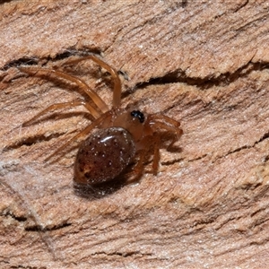 Unverified Other hunting spider at Belconnen, ACT - 15 Jul 2025 by AlisonMilton
