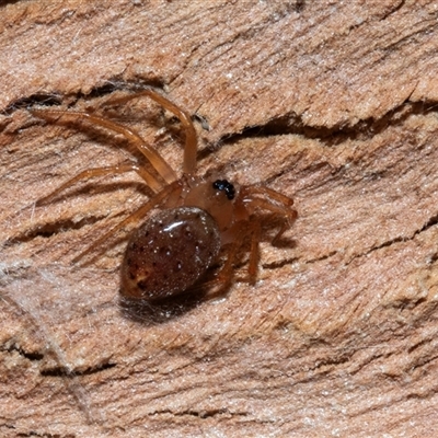 Unverified Other hunting spider at Belconnen, ACT - 15 Jul 2025 by AlisonMilton