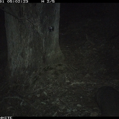 Vombatus ursinus (Bare-nosed Wombat, Common wombat) at Crowther, NSW - 31 May 2025 by Frecko