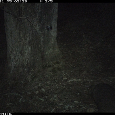 Vombatus ursinus (Bare-nosed Wombat, Common wombat) at Crowther, NSW - 31 May 2025 by Frecko