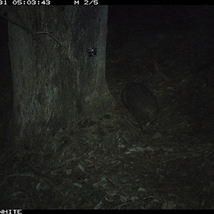 Vombatus ursinus (Bare-nosed Wombat, Common wombat) at Crowther, NSW - 31 May 2025 by Frecko