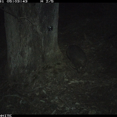 Vombatus ursinus (Bare-nosed Wombat, Common wombat) at Crowther, NSW - 31 May 2025 by Frecko