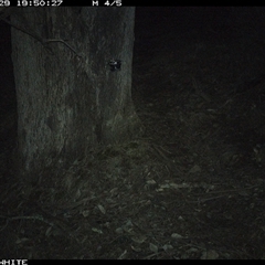Trichosurus vulpecula (Common Brushtail Possum) at Crowther, NSW - 29 May 2025 by Frecko