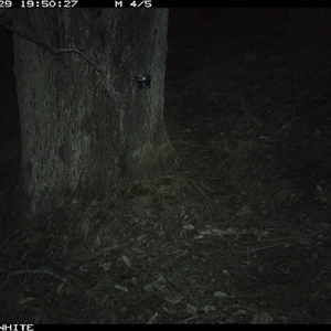 Trichosurus vulpecula (Common Brushtail Possum) at Crowther, NSW - 29 May 2025 by Frecko