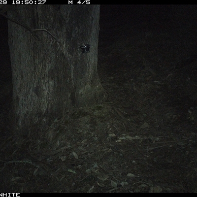 Trichosurus vulpecula (Common Brushtail Possum) at Crowther, NSW - 29 May 2025 by Frecko