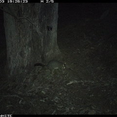 Trichosurus vulpecula (Common Brushtail Possum) at Crowther, NSW - 3 Jun 2025 by Frecko