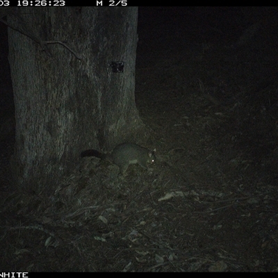 Trichosurus vulpecula (Common Brushtail Possum) at Crowther, NSW - 3 Jun 2025 by Frecko