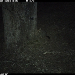Trichosurus vulpecula (Common Brushtail Possum) at Crowther, NSW - 3 Jun 2025 by Frecko