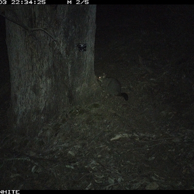 Trichosurus vulpecula (Common Brushtail Possum) at Crowther, NSW - 3 Jun 2025 by Frecko